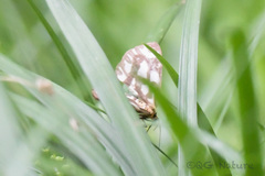 Nyctemera adversata