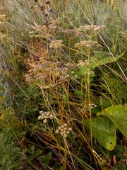 Peucedanum vaginatum
