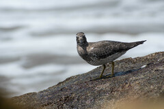 Calidris virgata