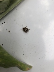 Heteroptera