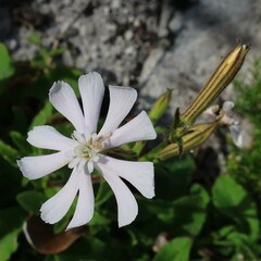 Silene undulata