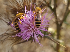 Halictus