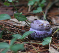 Cortinarius traganus