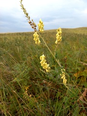 Aconitum barbatum