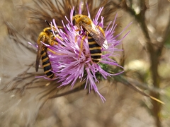 Halictus