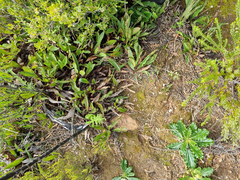 Helichrysum nudifolium