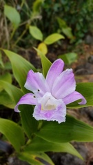 Sobralia