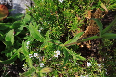 Silene undulata