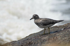 Calidris virgata