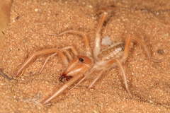 Solifugae
