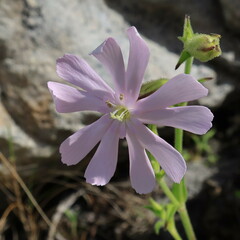 Silene undulata