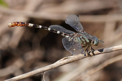 Erpetogomphus lampropeltis