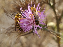 Halictus