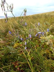 Adenophora stenanthina