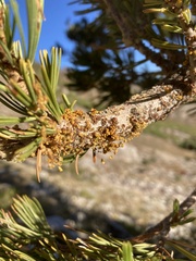 Arceuthobium cyanocarpum