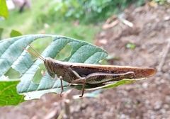 Valanga nigricornis