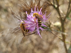 Halictus