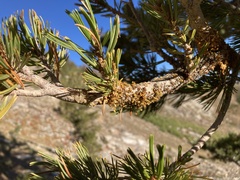 Arceuthobium cyanocarpum