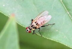 Anthomyia pluvialis