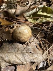 Amphibolips