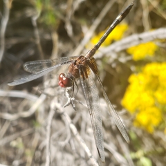 Dythemis fugax