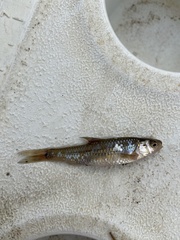 Notropis stramineus