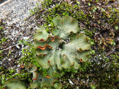 Solorina crocea