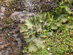 Solorina crocea
