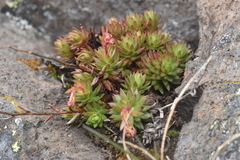 Saxifraga bronchialis