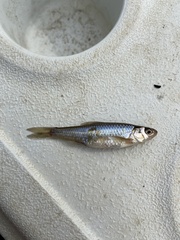 Notropis stramineus