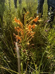 Platanthera ciliaris