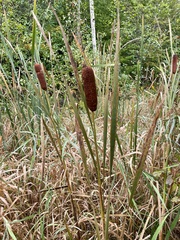 Typha angustifolia