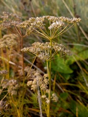 Peucedanum vaginatum