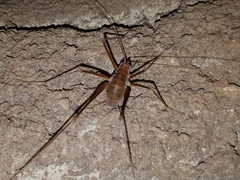 Hadenoecus subterraneus