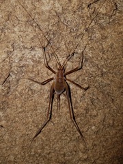 Hadenoecus subterraneus