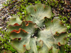 Solorina crocea