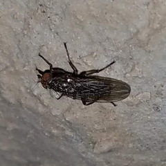 Heleomyzidae