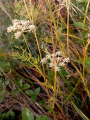 Peucedanum vaginatum