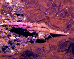 Dolicholatirus lancea