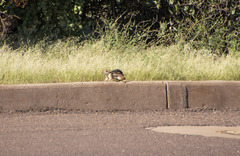 Ammospermophilus harrisii