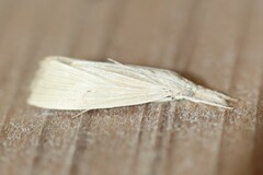 Eoreuma densellus