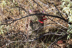 Mammillaria grahamii