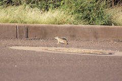 Ammospermophilus harrisii