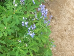 Lupinus arcticus