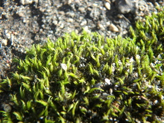 Grimmiaceae