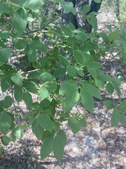 Forestiera reticulata