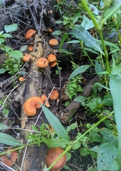 Gymnopilus luteus