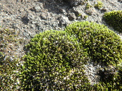 Grimmiaceae