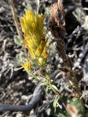 Castilleja flava flava