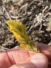 Castilleja flava flava